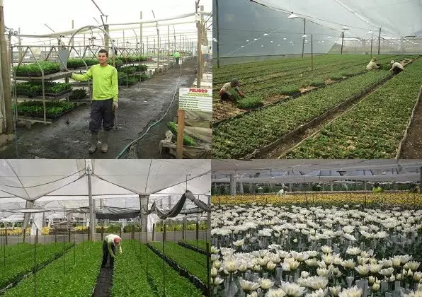 Flowers Plantation 1