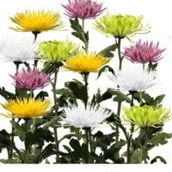 Spider Mums (Premium)