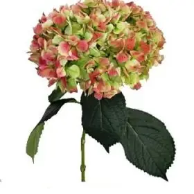 Hydrangea Antique Green/Red