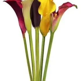Minicallas - Color Callas Premium