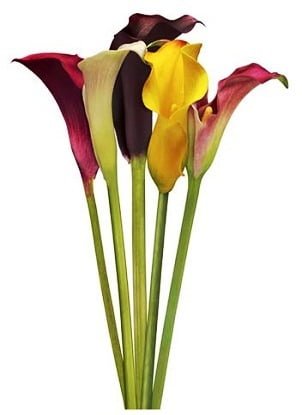 182 1:12 Scale 10 Calla lily Flowers 