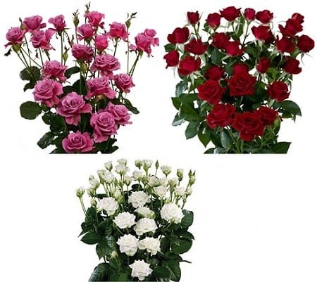 Special Combo Box - Spray Roses sprayroses 1