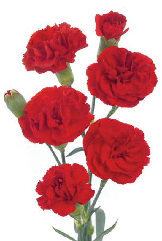 Fresh Carnation Mini - Amazon Flowers