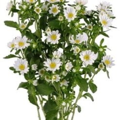 Aster White (Fresh)