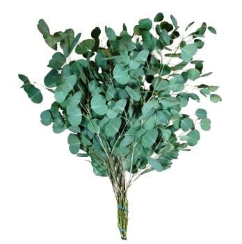 eucalyptussilverdollar 1