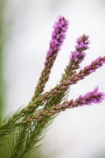 20251028_1332_Focused Floral Beauty_remix_01k8p1c5nhff09smjcb3y44sjc