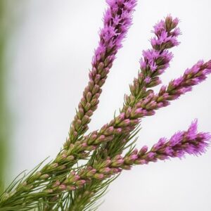 Liatris