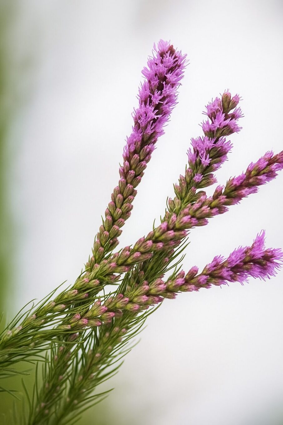 20251028_1332_Focused Floral Beauty_remix_01k8p1c5nhff09smjcb3y44sjc liatris liatris 20251028 1332 focused floral beauty remix 01k8p1c5nhff09smjcb3y44sjc 1