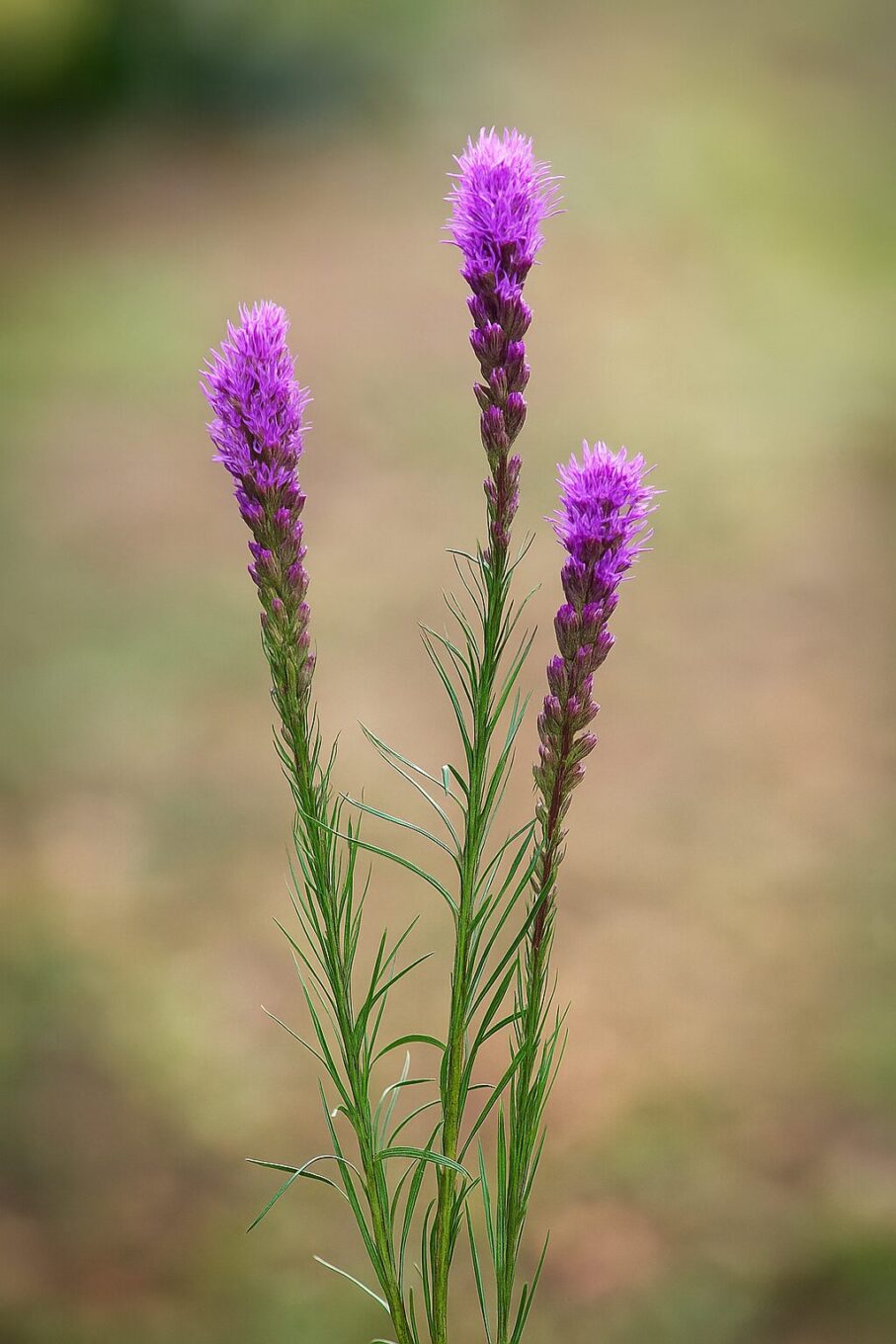 20251028_1336_Focused Purple Flowers_remix_01k8p1kn3wfgzrb17jggxnsb3x