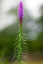 20251028_1344_Vibrant Purple Flower_remix_01k8p22q8wek6ah1aj2b10jgst