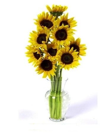 sunflowers 1
