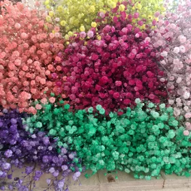 Baby's Breath Gypsophila Tinted