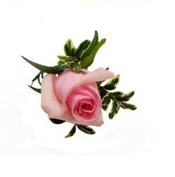 Boutonniere Baby Pink Baby pink