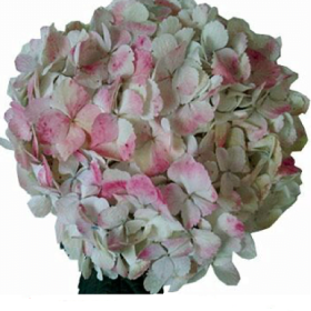 Hydrangea White/Pink