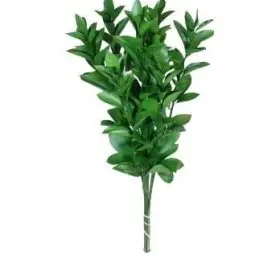 Fresh Israeli Ruscus