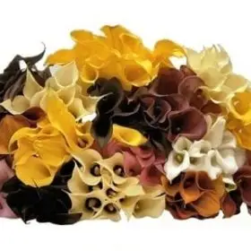 160 SHORT Minicallas Assorted Colors