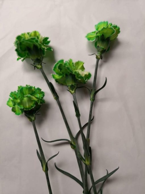 Tinted Green Carnation