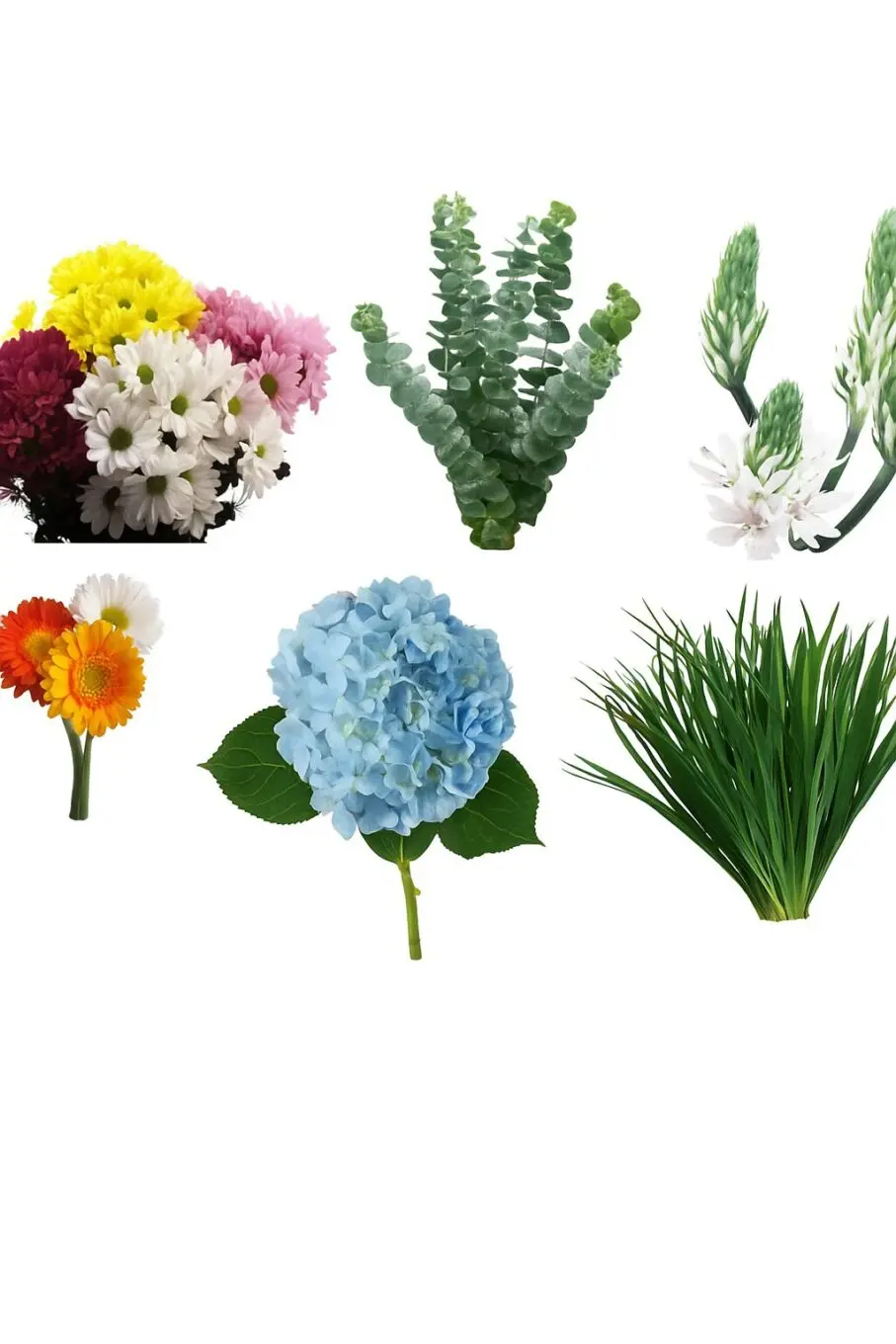 combo box bora bora combo box bora bora 20250714 1650 flores en fondo blanco remix 01k05ej309eaa8amg46tjp76ay
