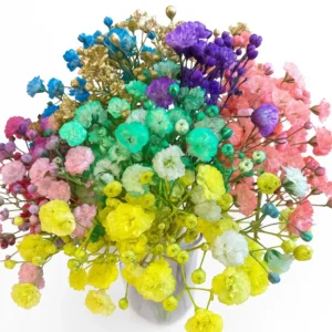 Baby's Breath Gypsophila Tinted