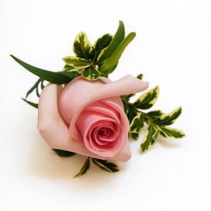 Boutonniere Baby Pink