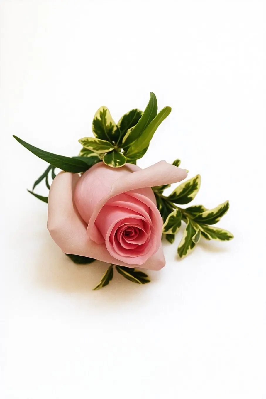 boutonniere baby pink boutonniere baby pink baby pink boutonniere