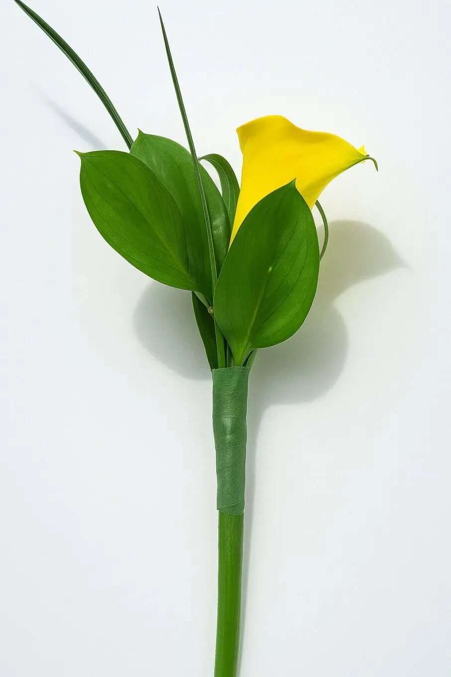 boutonniere sunlight boutonniere sunlight sunlight boutonniere