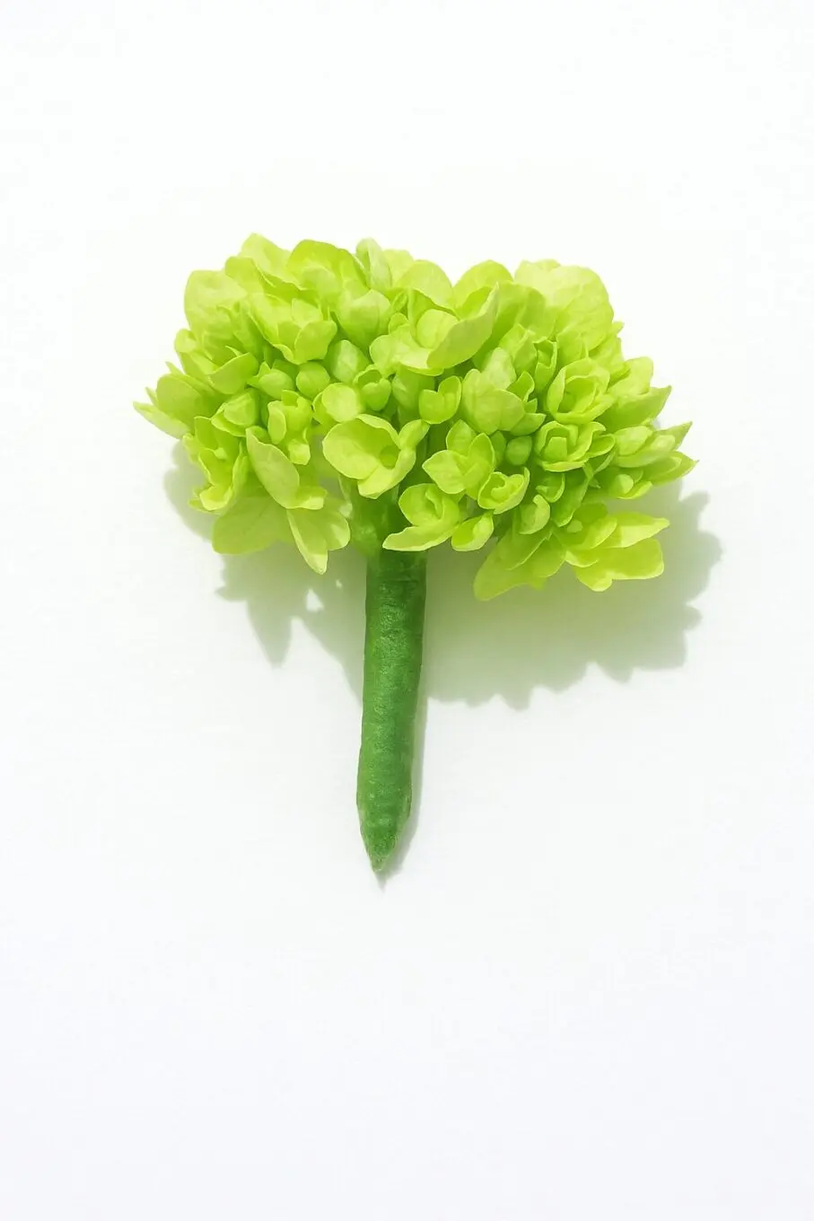 boutonniere valley boutonniere valley valley boutonniere