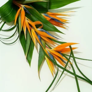 Bridal Bouquet Birds of Paradise