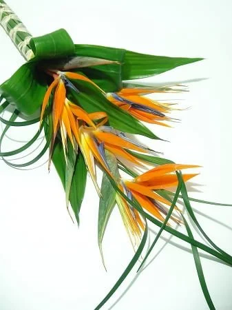 bridal bouquet birds of paradise dsc08576 copy