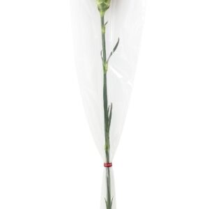 Carnation Single Stem BQT