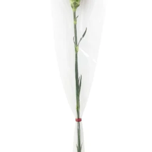 Carnation Single Stem BQT