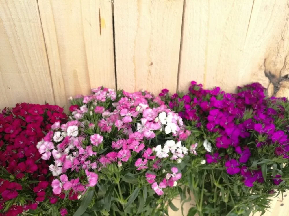 dianthus amazon dianthus amz asst copia 1024x768 1