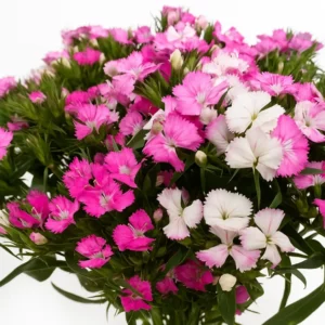 Dianthus Amazon