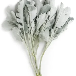 Dusty Miller Broad Leaf