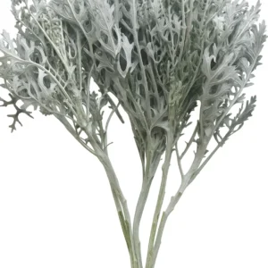 Dusty Miller Lacy Leaf