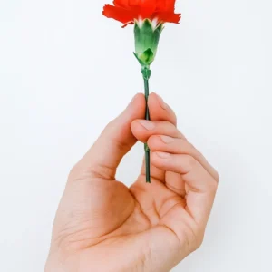 Fresh Carnation Heads (Premium)