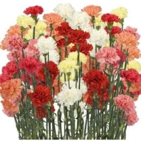 Here's Why Carnation Flowers are the Best for Weddings  Carnations,  Carnation flower, Classic wedding flowers