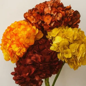 Hydrangea Fall Tinted (Premium)