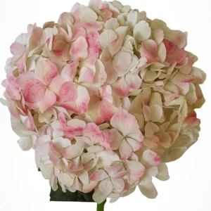 Hydrangea White/Pink