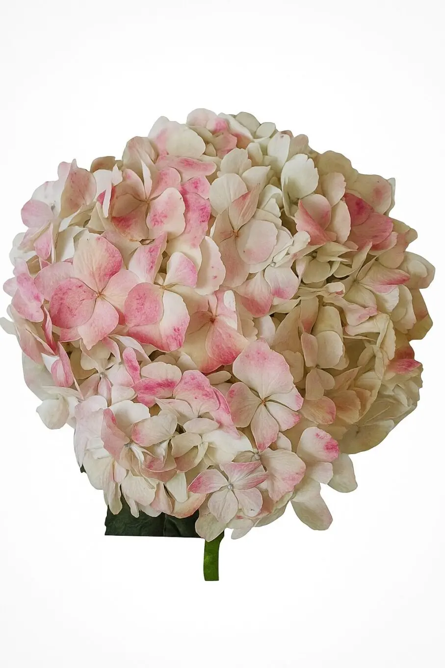 hydrangea whitepink hydrangea whitepink 20250715 1119 vibrant hydrangea bloom remix 01k07dz1s8fzhbj4ay8d65h9n6