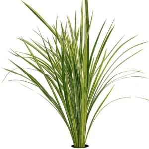 Lily Grass Variegated