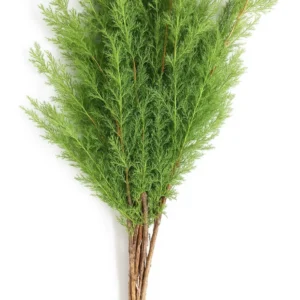 Pine