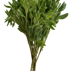 Pittosporum Variegated