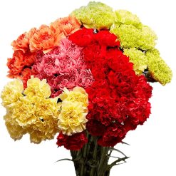Fresh Carnations (Premium)