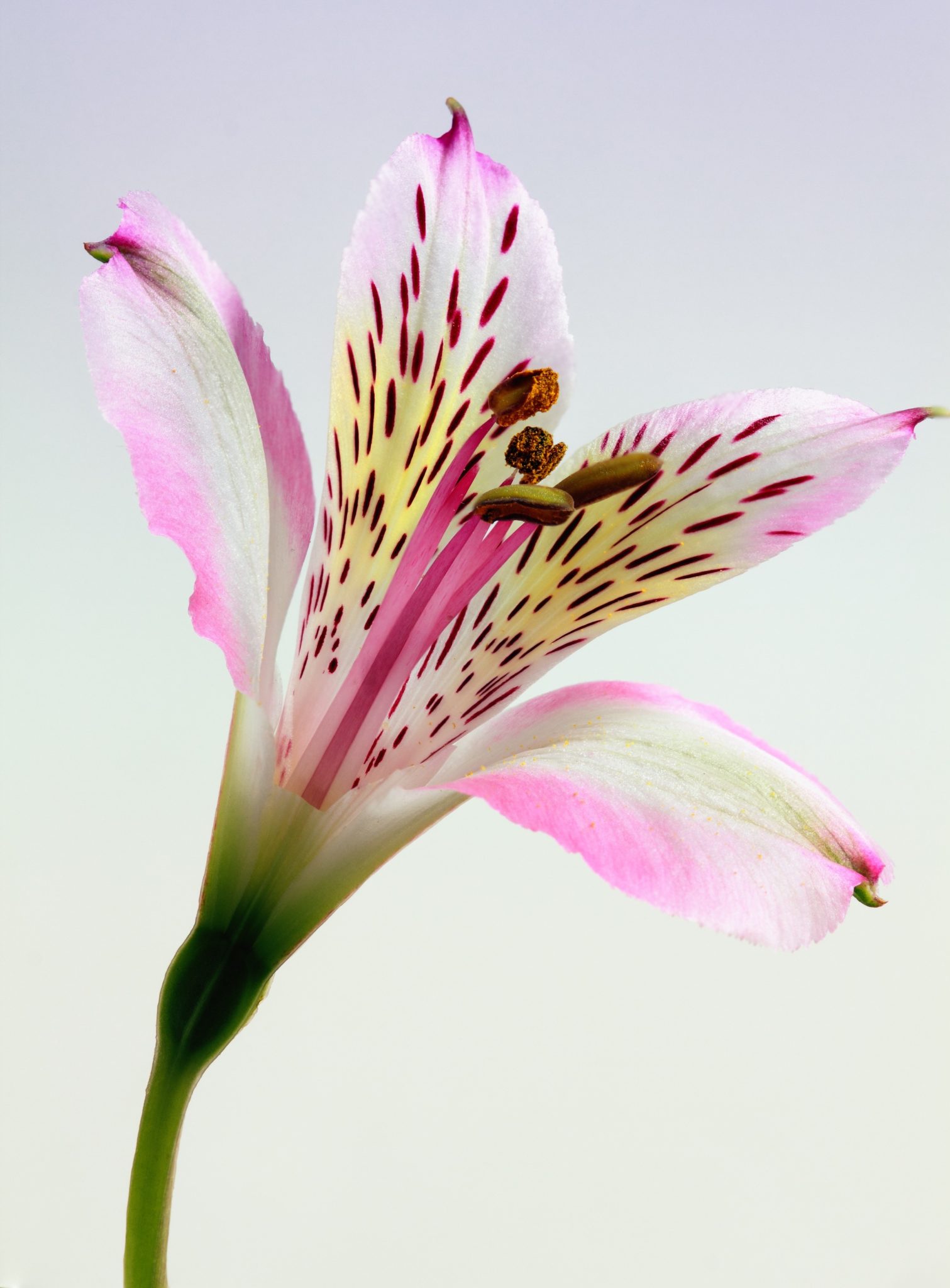 Fresh Peruvian Lilies or Alstroemeria