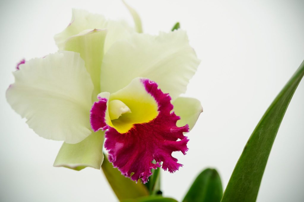 Luxury Cattleya Orchids