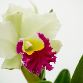 Luxury Cattleya Orchids