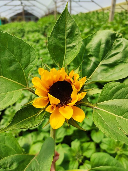 amazonflowers.us sunflowers petite or regular sunflowers 3.jpg scaled