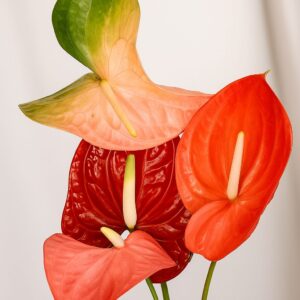 Anthurium Romantic