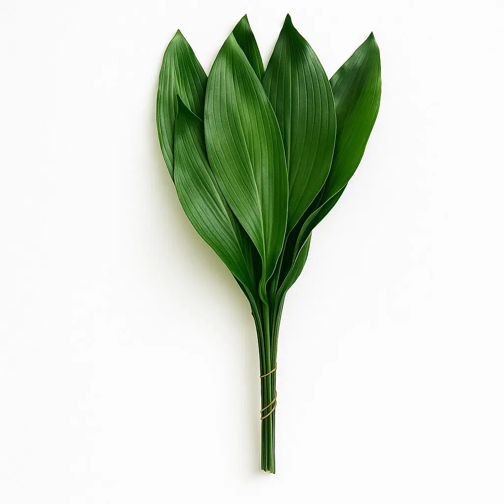 Aspidistra Leaves (Cast-Iron plant) - Image 2